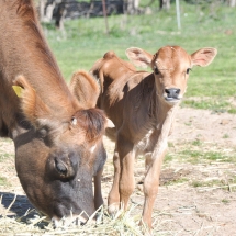 Website 2017 no Cr-15