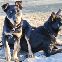 I've Got Your Back_preview