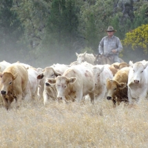 Mustering at Jericho No 1 - Copy_preview